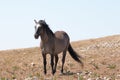 Wild Horse Grulla Gray colored Band Stallion with tail blowing in the wind on Sykes Ridge in the Pryor Mountains in Montana Royalty Free Stock Photo